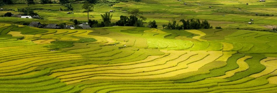 Rizieres Sapa