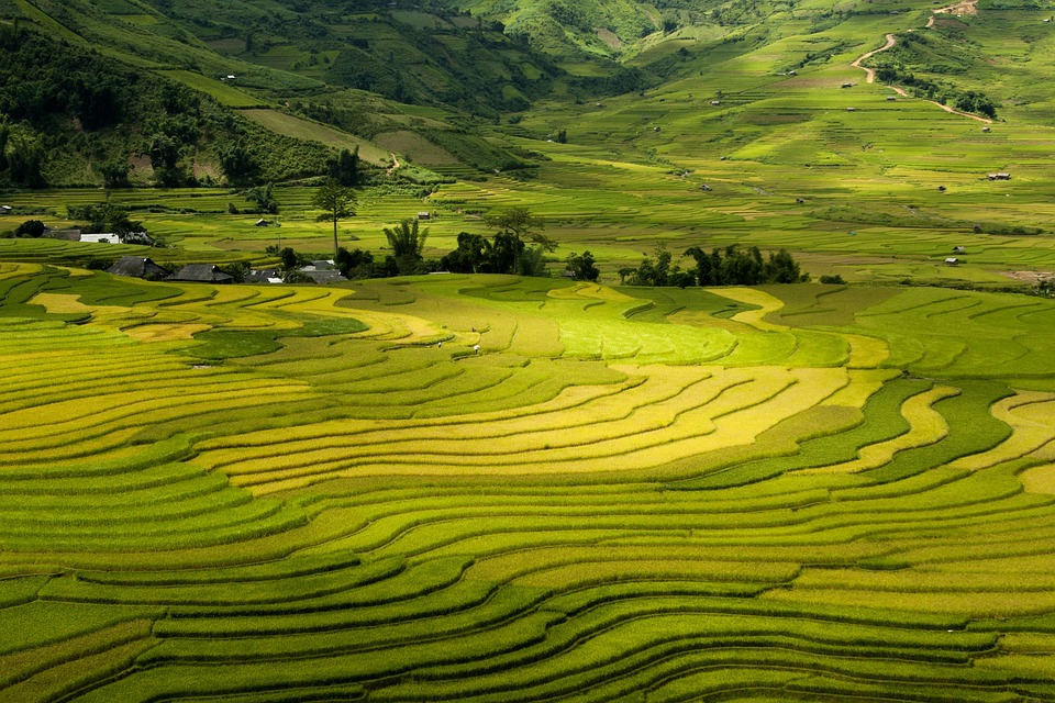 Rizieres Sapa