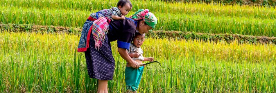 Mu Cang Chai