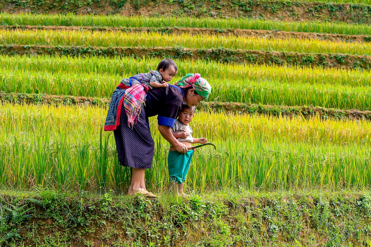 Mu Cang Chai