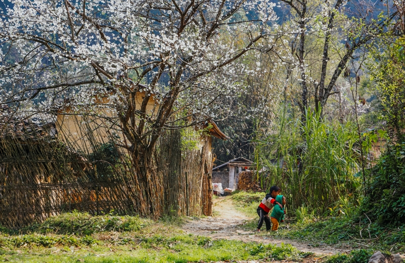 Saison Nord Vietnam