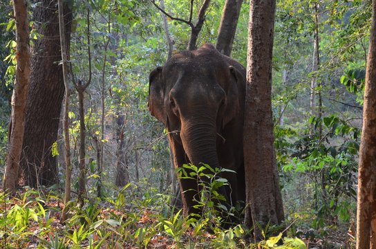 Sanctuaire elephant