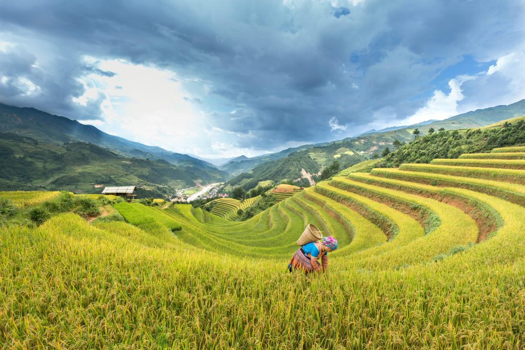 Mu Cang Chai