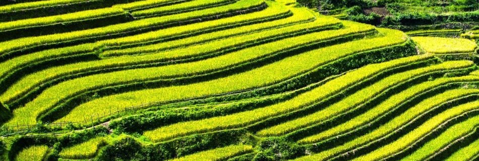 Rizieres Mu Cang Chai