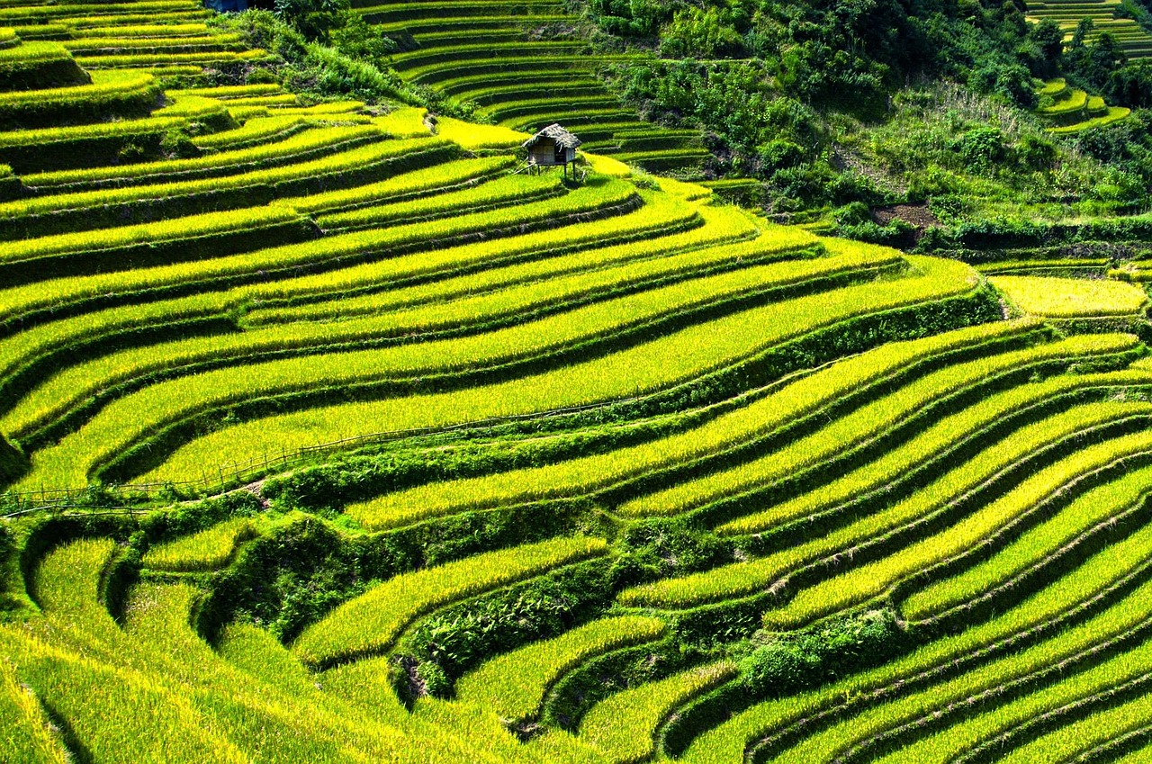 Rizieres Mu Cang Chai